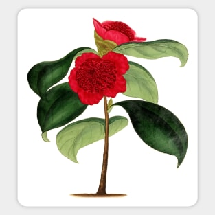 18th c. illustration of ‘Camellia Japonica’ Sticker